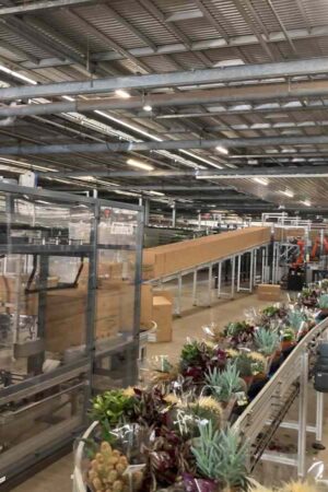 Kartons aufstellen und verschließen: Bunnik Plants automatisiert zwei Verpackungslinien (Foto: Lantech) Kartons aufstellen und verschließen: Bunnik Plants automatisiert zwei Verpackungslinien (Foto: Lantech)