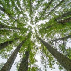 Seit Ende 2023 ist die Hackgut Winter GmbH, Teil der Wintergroup, nach dem SURE-EU System zertifiziert. (c) Winter